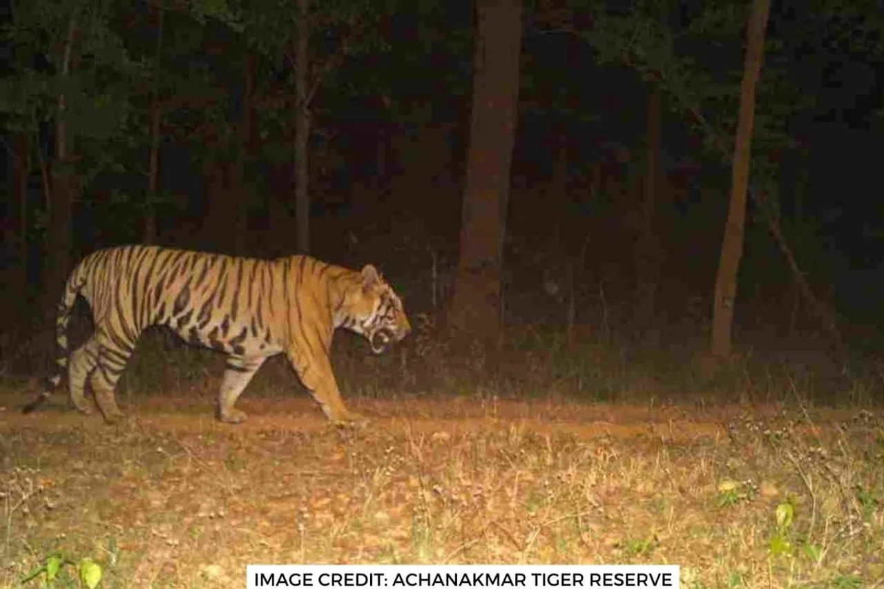 Chattisgarh demands tiger from MP