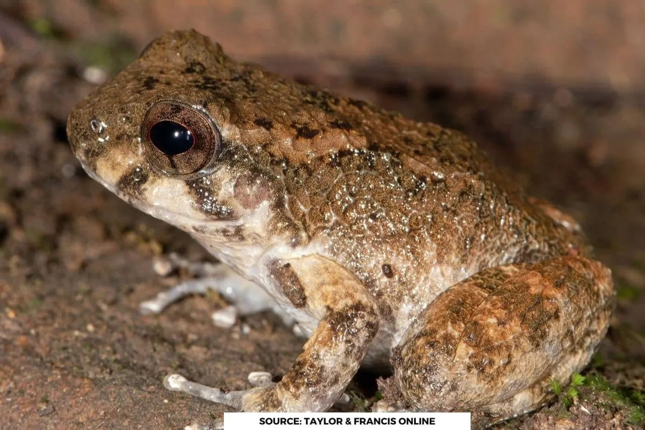 Discovery: Brook Dwarf Mountain Frog (Alcalus fontinalis) found from Motijheel track