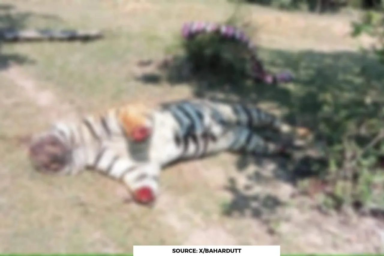 Head and Paws of Tiger brutally cut off in Gadchirolli