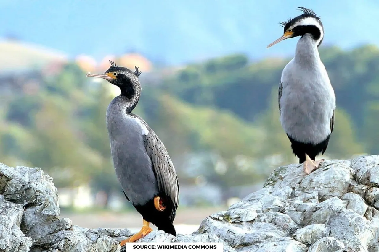 700 shag birds disappeared overnight on an island, what happened?
