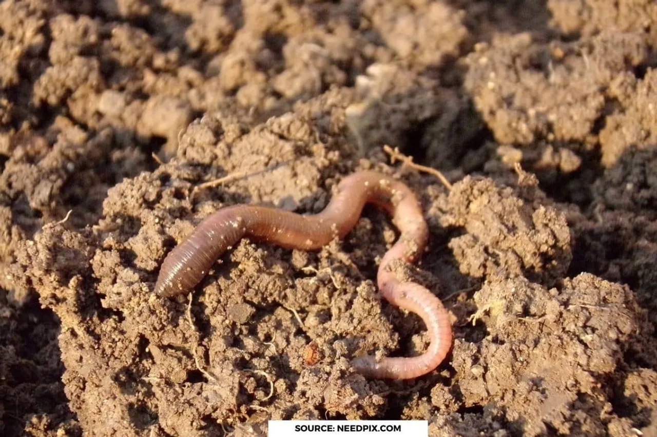 Why are earthworms one of most important animals on planet?
