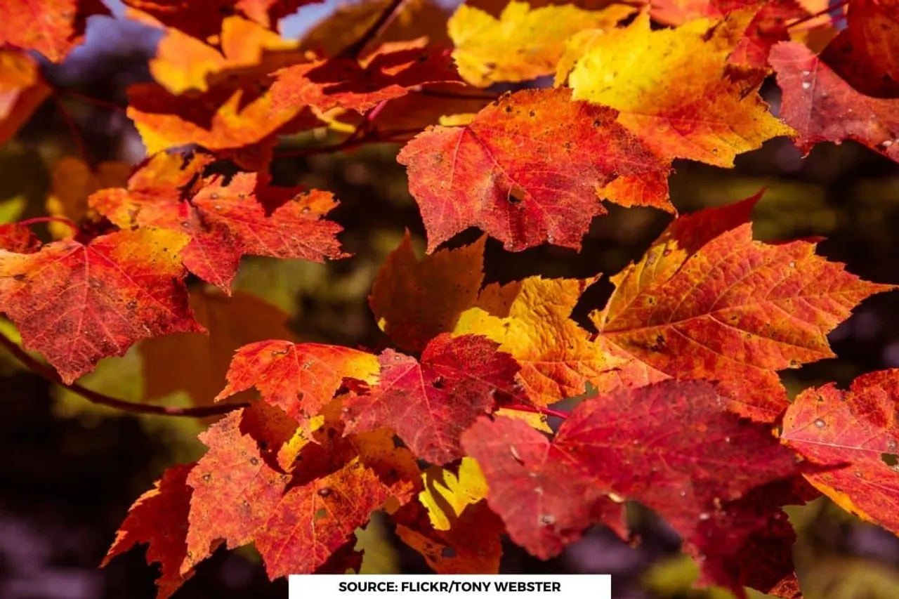 Why Leaves change colour, How do trees know its time to change colour?
