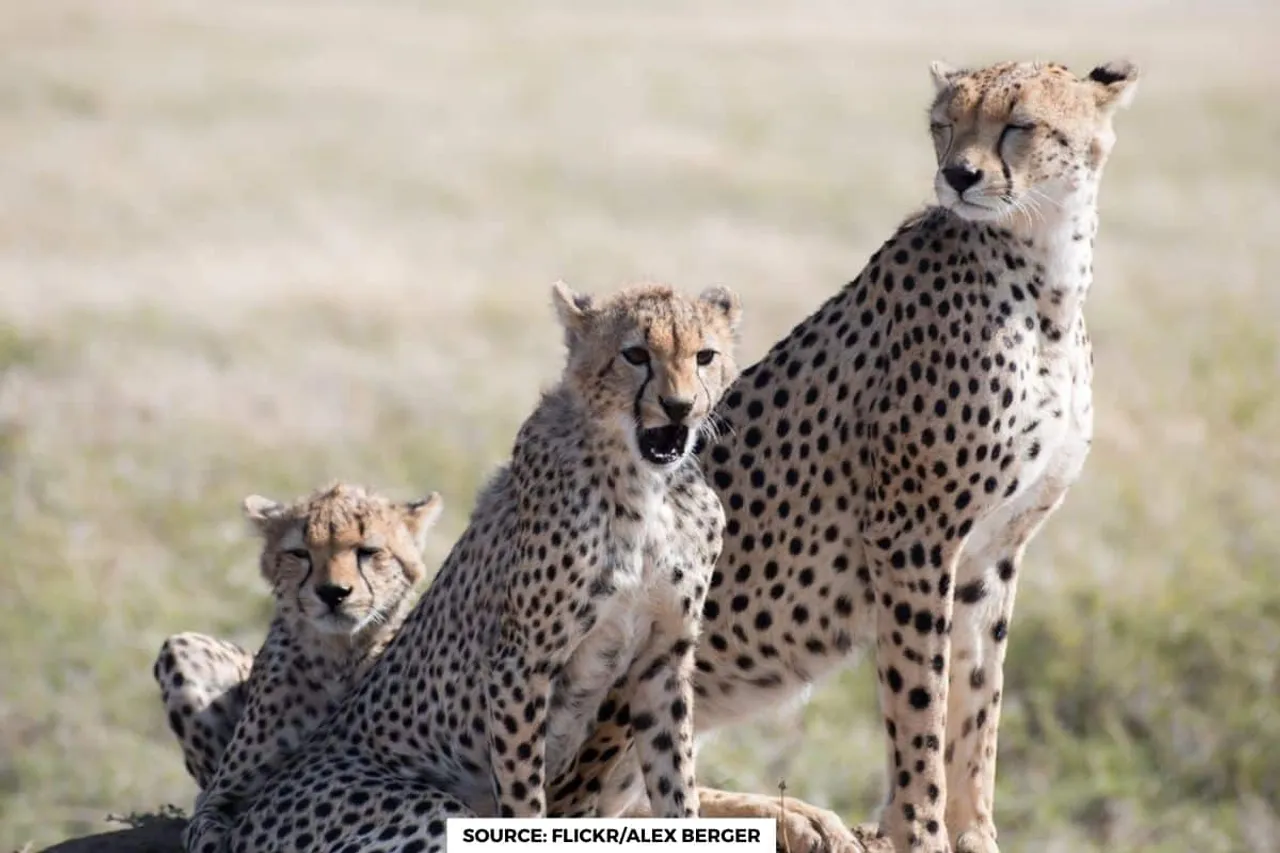 Increase in temperature altering behaviour of predators: report