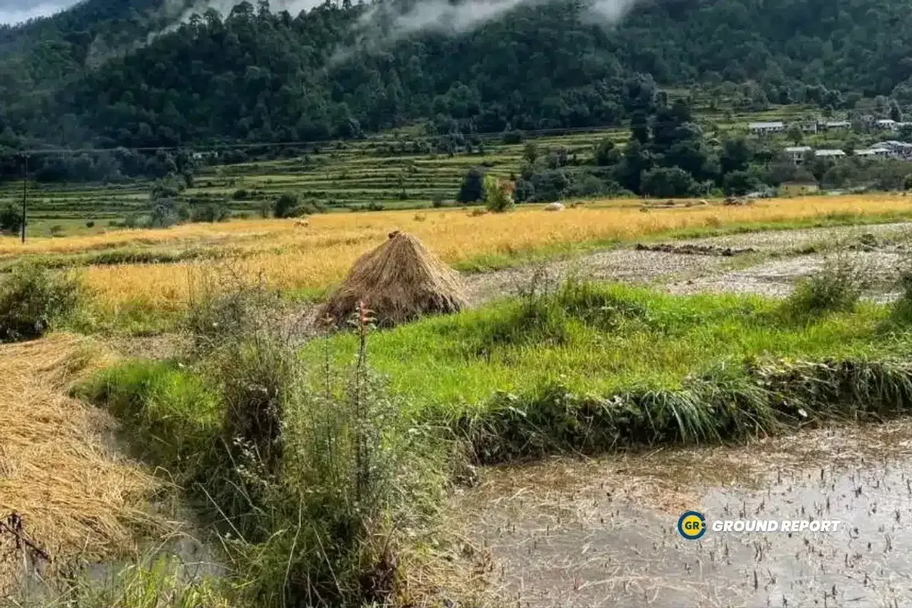 Paddy Crop Uttarakhand