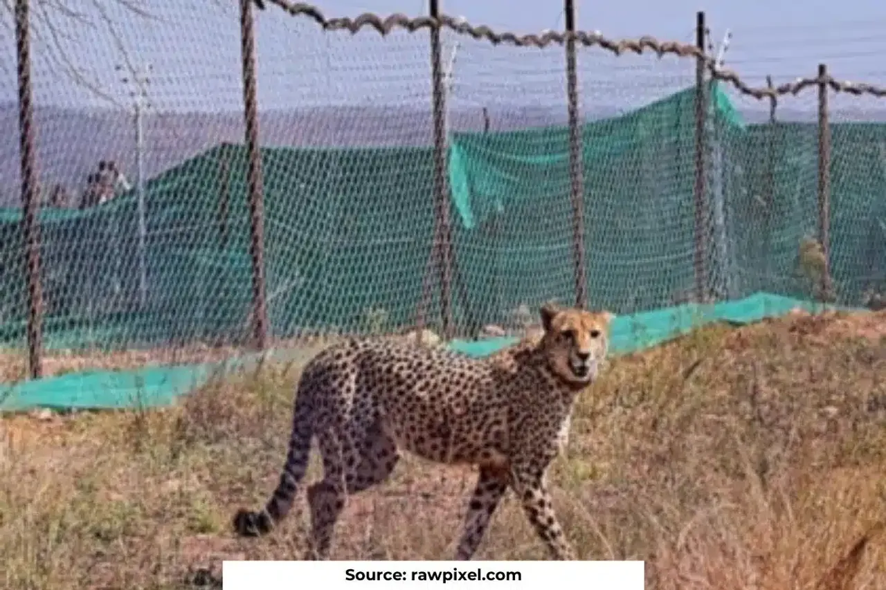 Story of Shaurya the 10th Namibian Cheetah died in Kuno