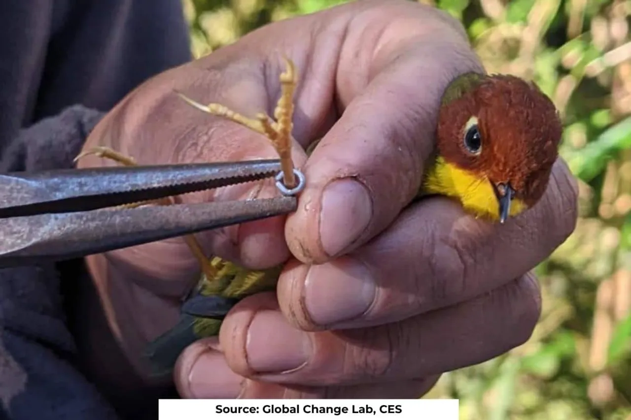 Birds in Arunachal Pradesh face dual threat of climate change & deforestation: study