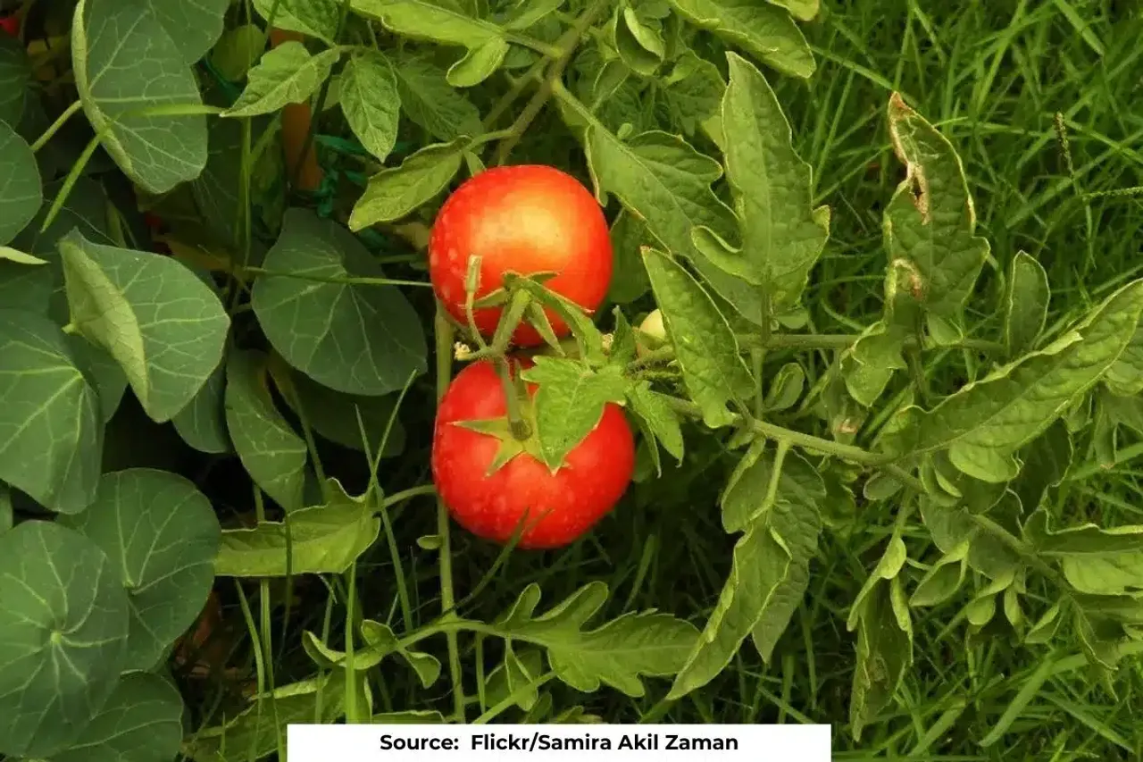 Talking tomatoes: How Tomato plants communicate through VOCs