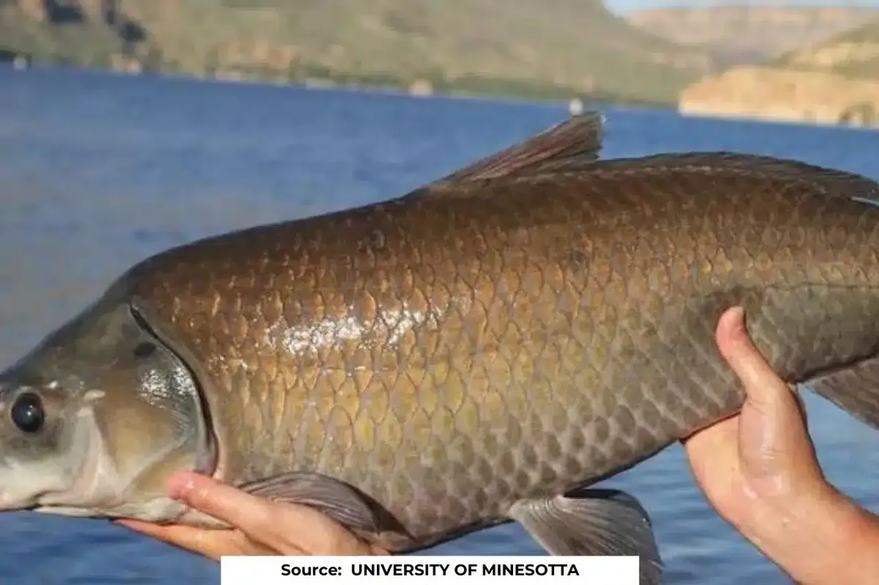 Fish that live more than 100 years discovered in Arizona desert