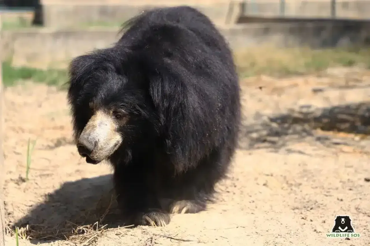 Titli, former ‘dancing’ bear, celebrates 13 years of freedom at Agra sanctuary