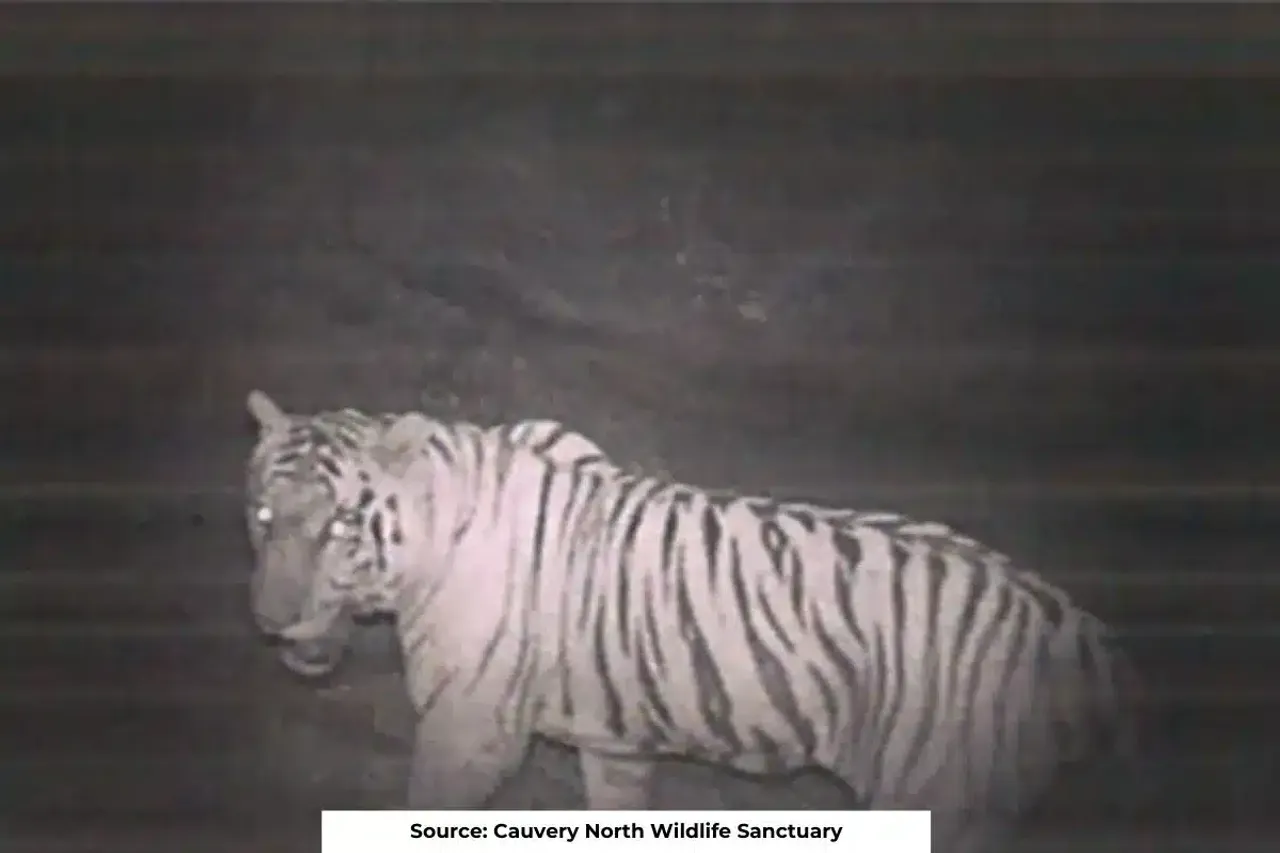 Two tigers spotted in Cauvery north wildlife sanctuary after 50 years