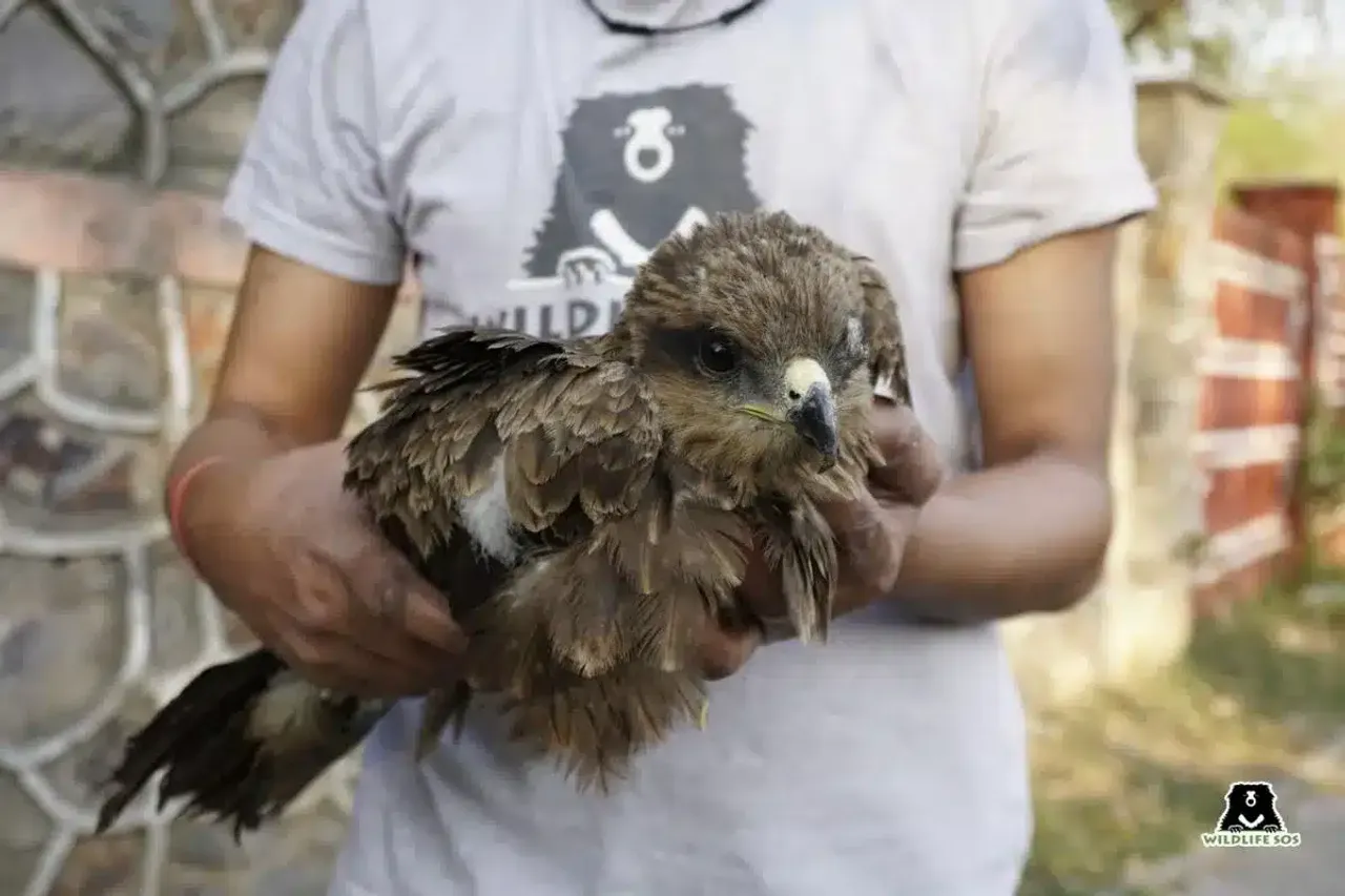 Two Black Kites rescued by Delhi Police and Wildlife SOS, why it is important?