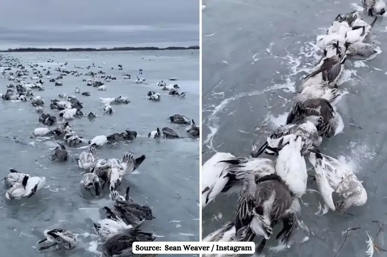 Fact check: Video of Dead Goose birds frozen into the water is not from China
