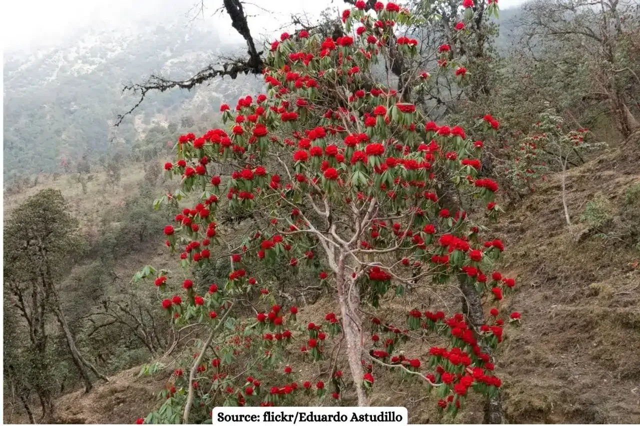 How climate change is making buransh flowers bloom early in Uttarakhand