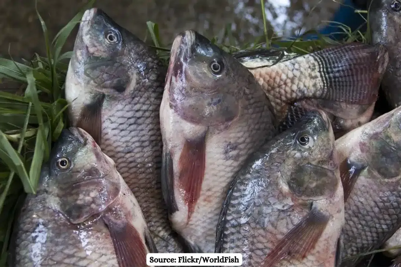 Plastic pollution threatens the health of Nile Tilapia, study finds