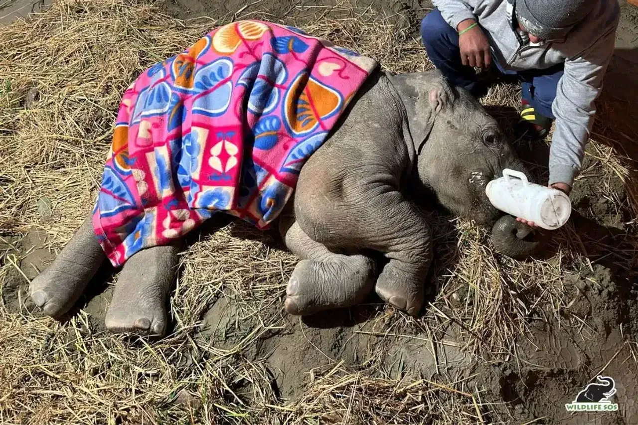 Story of Bani a wild baby elephant hit by a speeding train