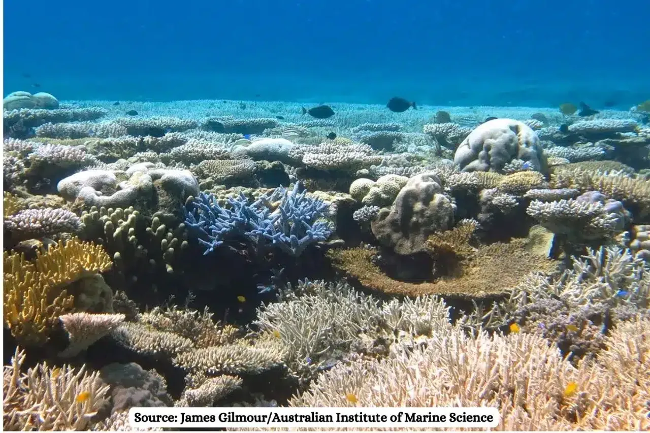 Gujarat coral reef translocation project controversy explained