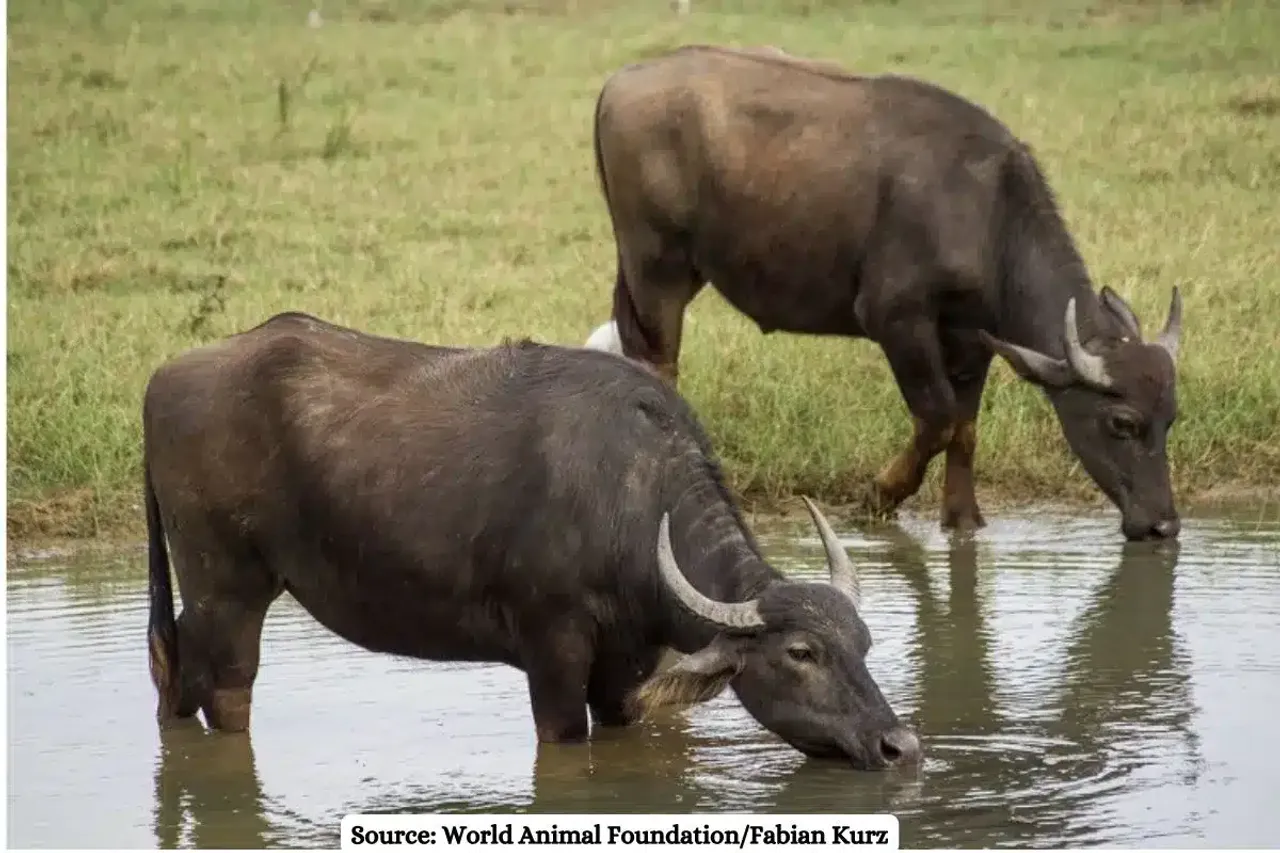 Wild water buffalo of the Northeast can revive grassland habitats of Kanha