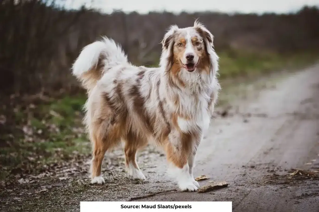 List of Dog breeds that live the longest