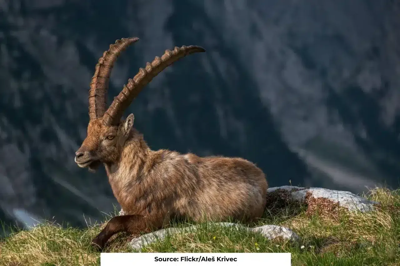 Climate change affects Alpine Ibex behavior, study shows