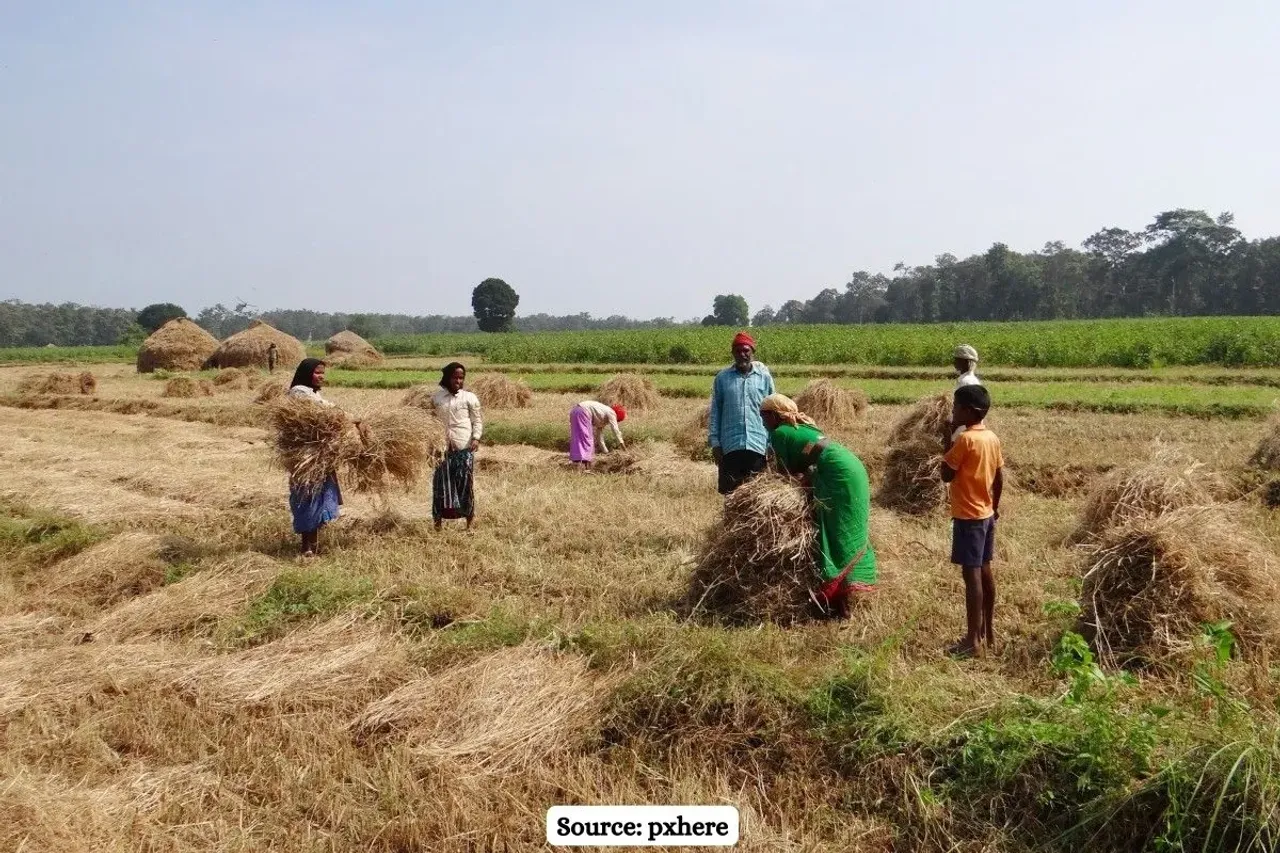 56 million return to India's agriculture sector, more women lead rural workforce