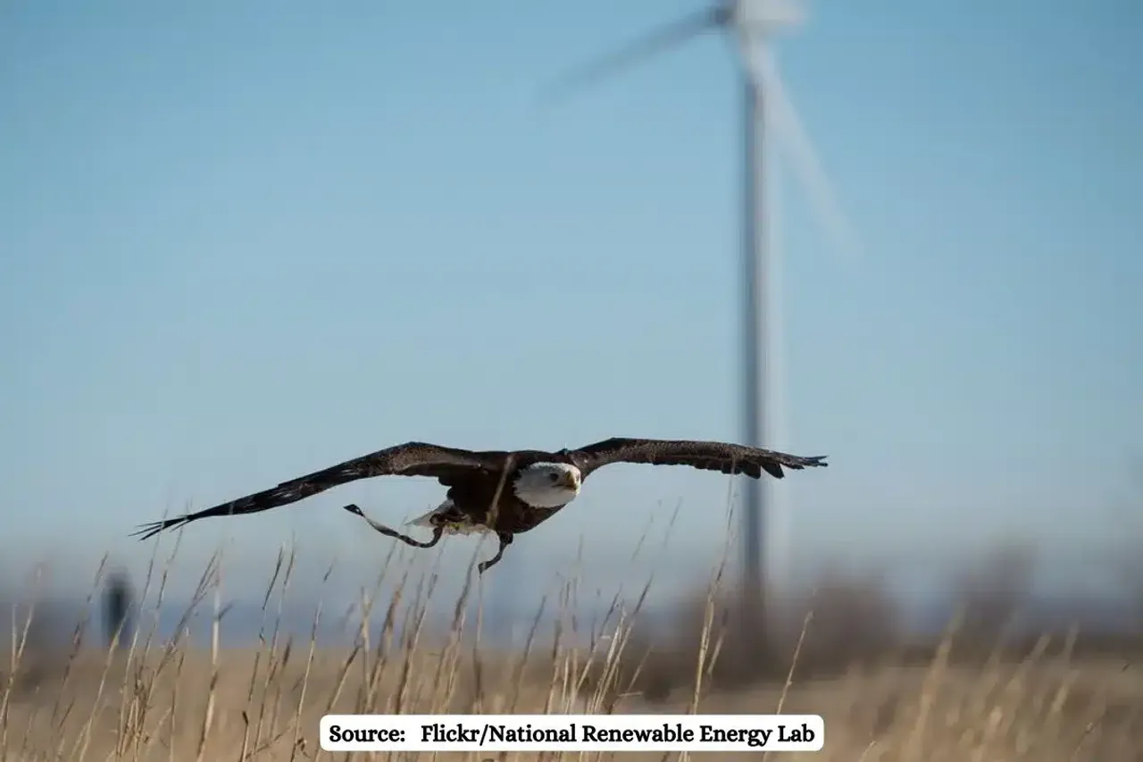 How to build renewables without threatening biodiversity? Carefully.