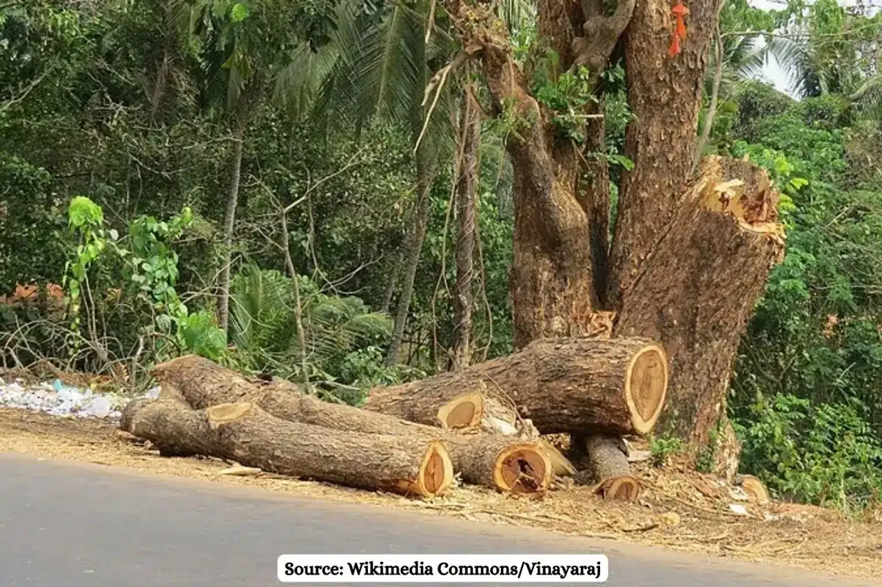 39,132 trees to be felled in Maharashtra for Vadodara expressway