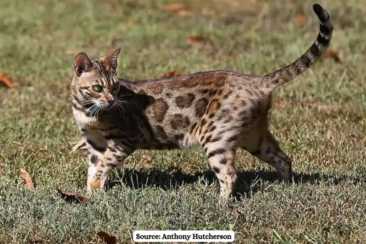 How wild is the Bengal cat genome?