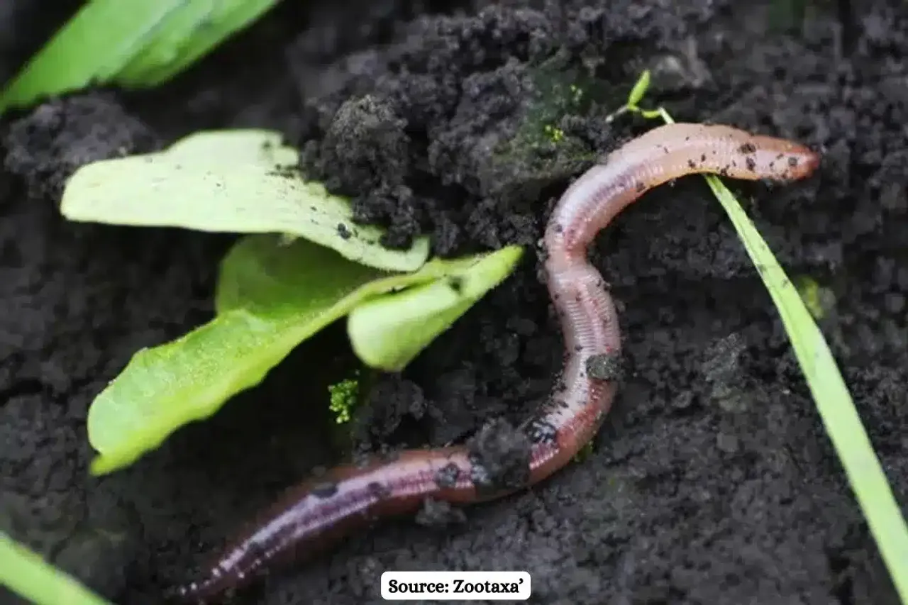 Scientists discovered two new earthworm species in Odisha