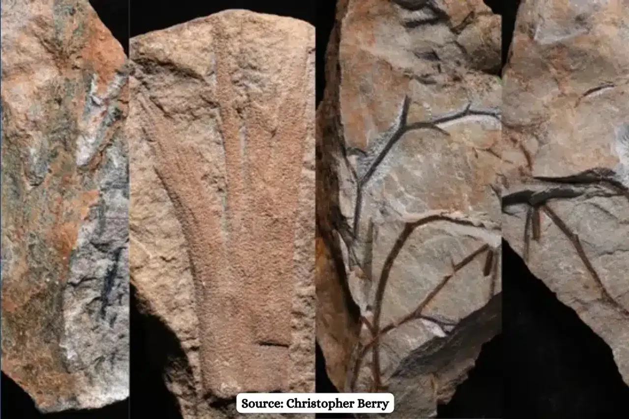 Know about the world's 5 oldest Fossil Forests