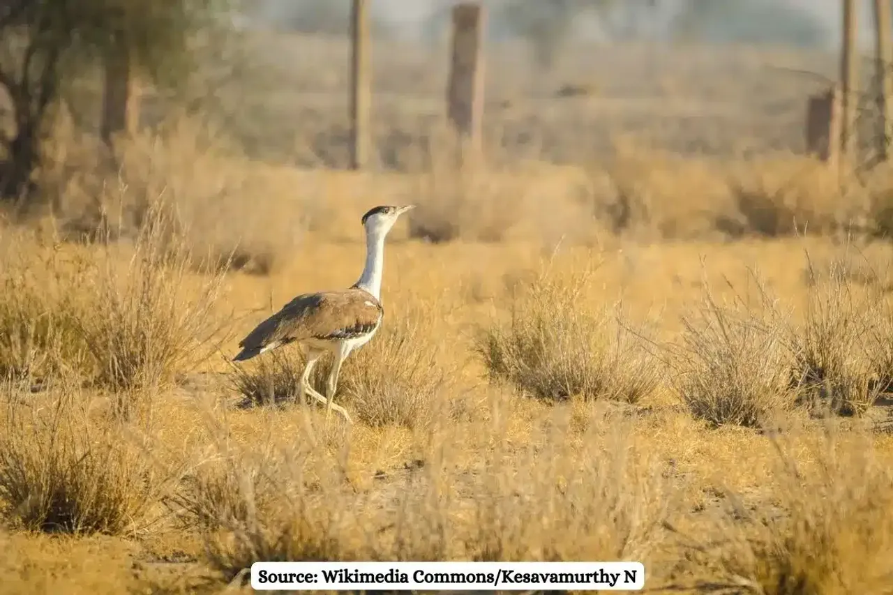 SC considers lifting ban on transmission lines in Great Indian Bustard areas