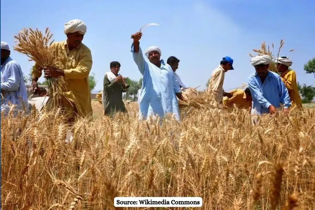 MP Govt step back from 2,700 per quintal wheat MSP promise, farmers angry