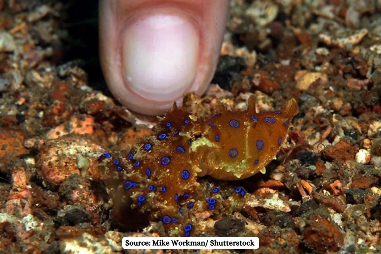 Blue-ringed octopus: beautiful yet deadly, capable of killing 26 people in one minute