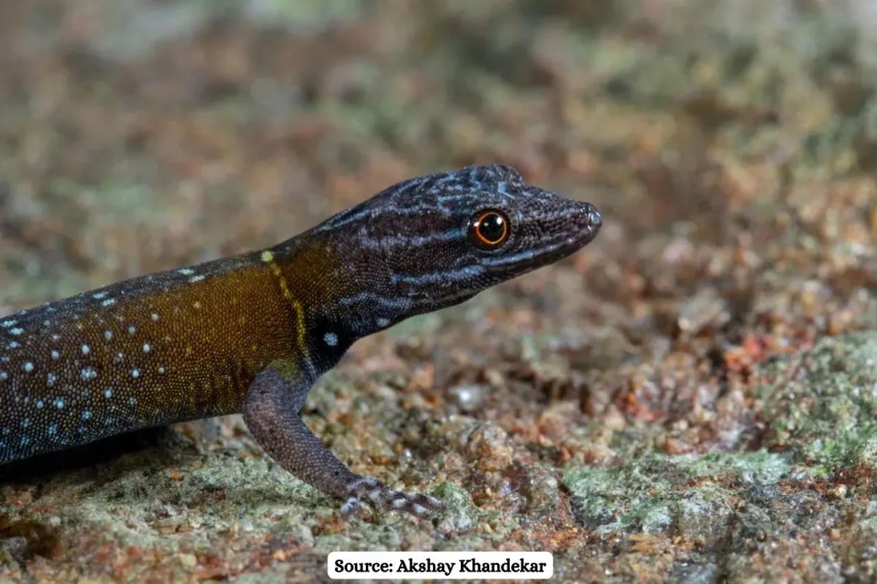 New gecko species discovered in India named after Van Gogh