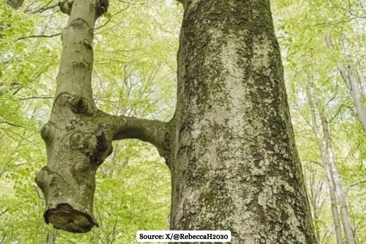 Know about Inosculation process where two separate trees grow together