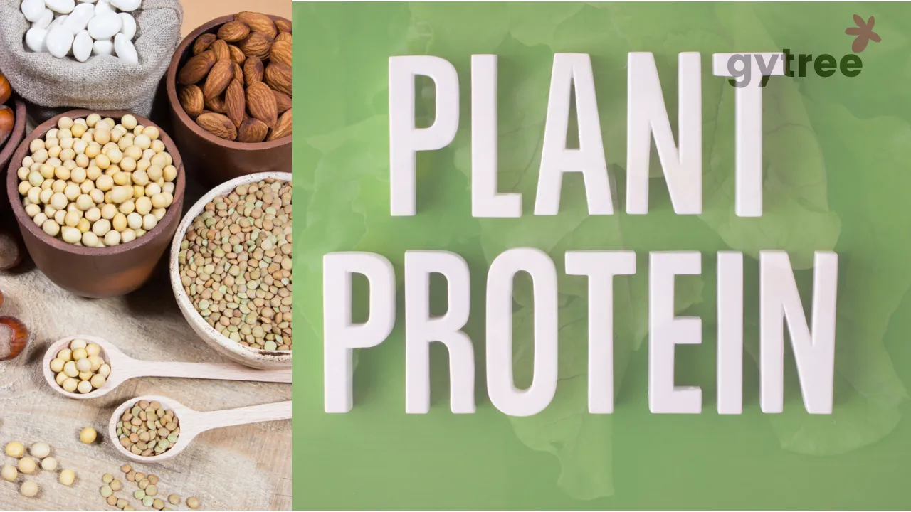Plant protein 