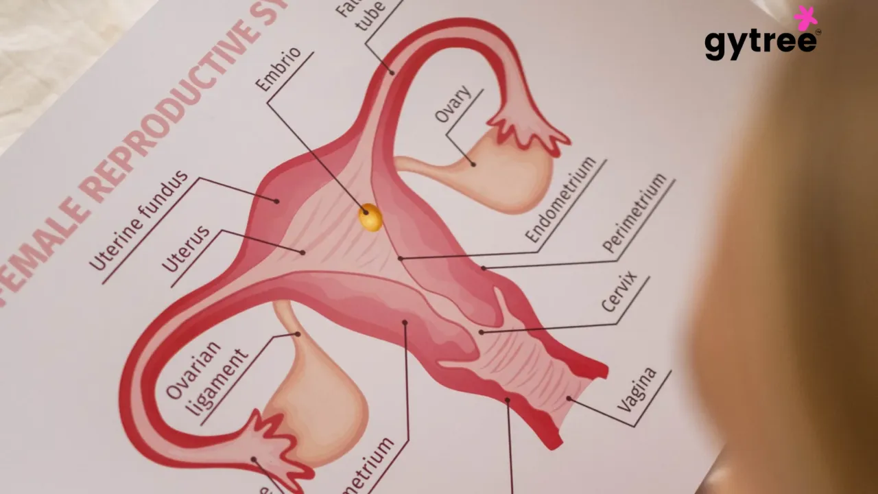Basic things you must know about your uterus