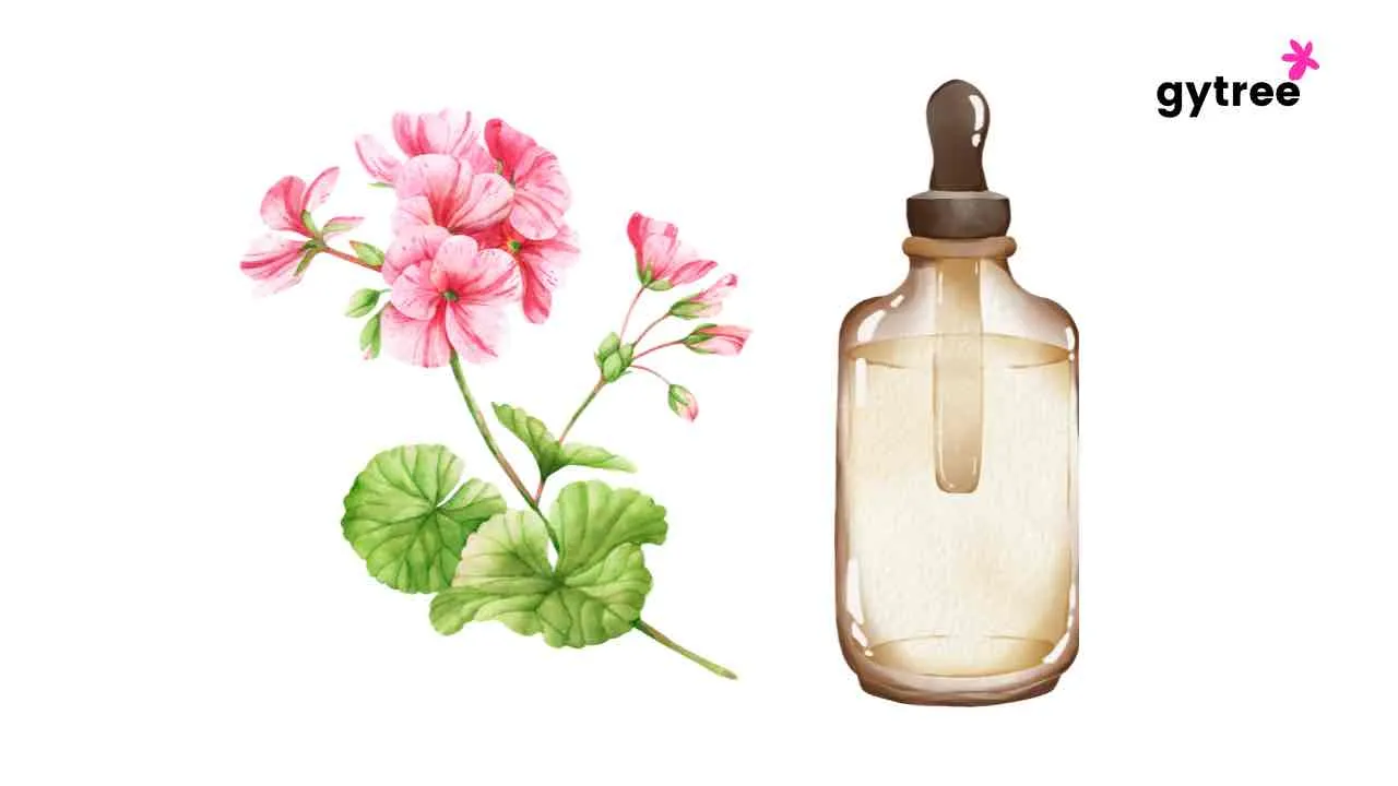 Geranium Oil benefits and Side effects