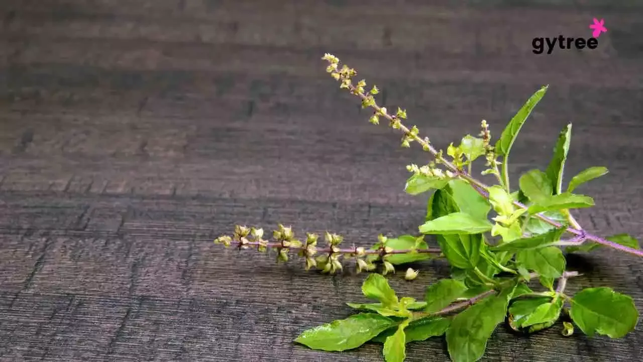 Indian herbs and shrubs: 8 Amazing benefits