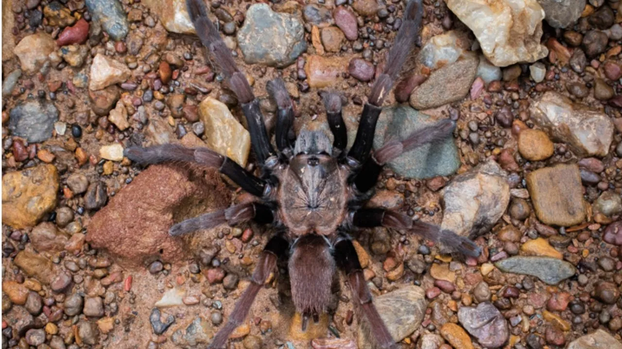 Tarantula, spider