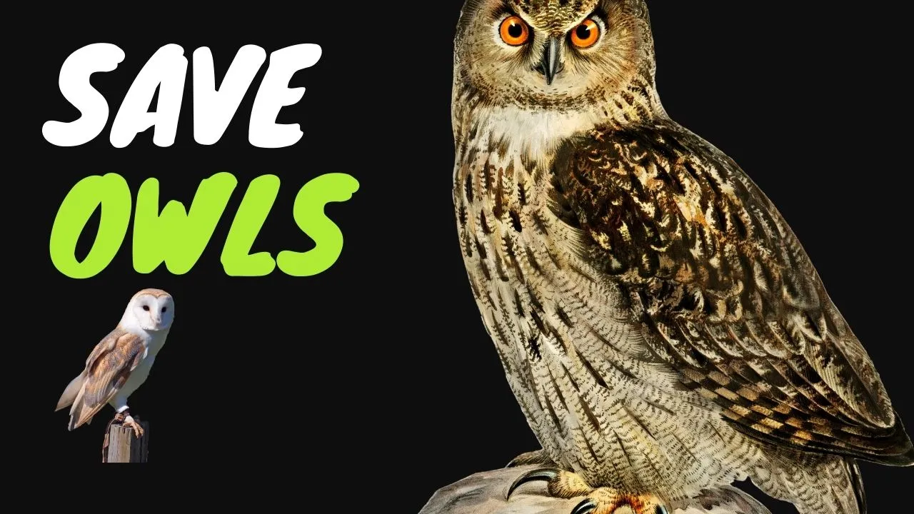 save owls क्यों कम हो रही है भारत में उल्लुओं की आबादी 