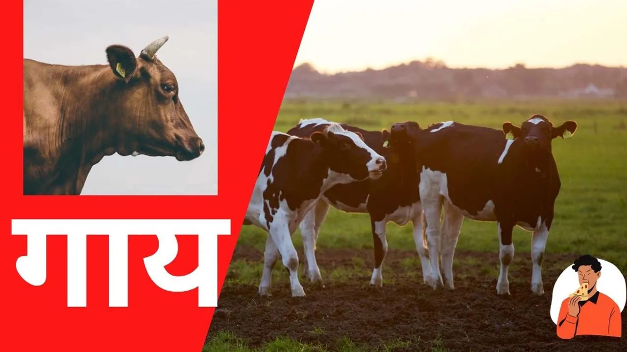 मोदी सरकार में बढ़ गया बीफ का निर्यात, देश के आधे बूचड़खाने योगीराज यूपी में ! भाजपा के लिए गाय मात्र वोट बैंक