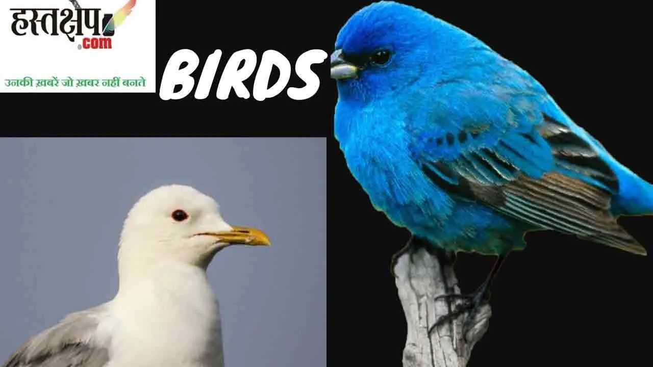 जानिए कैसा होता है सामाजिक पक्षियों का दिमाग