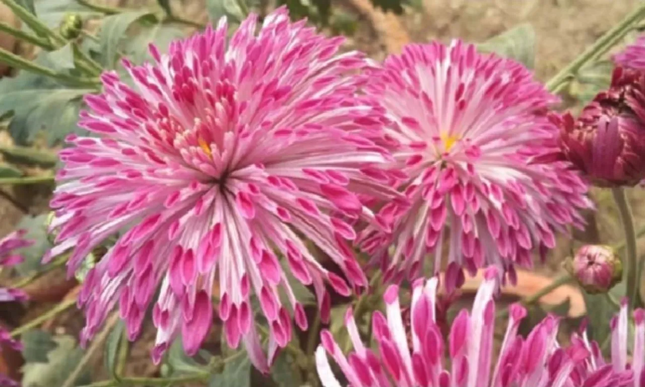 अब दिसंबर से फरवरी तक फूल देगी गुलदाउदी की नई प्रजाति 'शेखर'