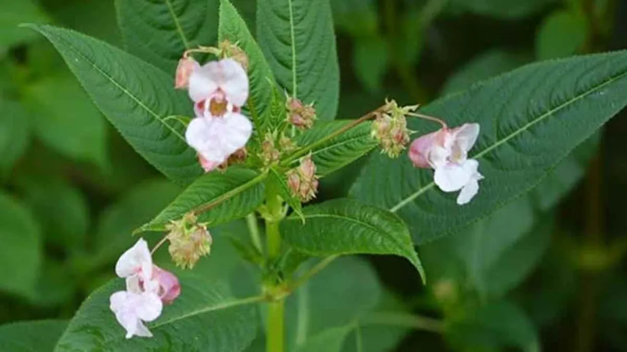 फैटी लीवर उपचार के लिए कुटकी पौधे के अर्क से निर्मित नई दवा