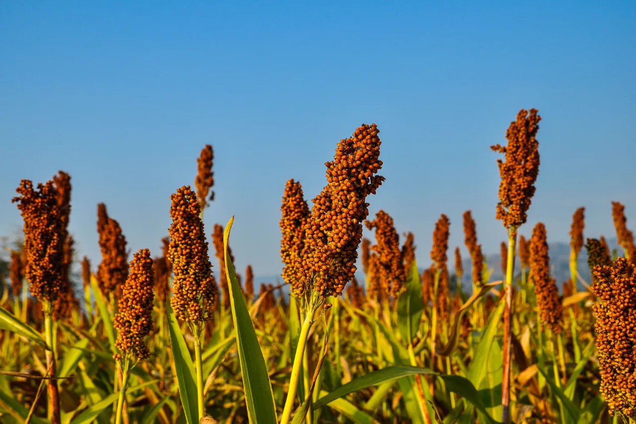The History of Millets From Ancient Grains to Modern Superfoods