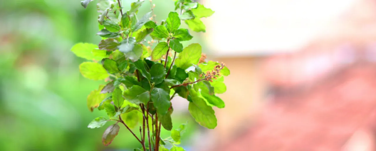 Tulsi Plant Benefits : जानें घर में तुलसी के पौधे के फ़ायदे