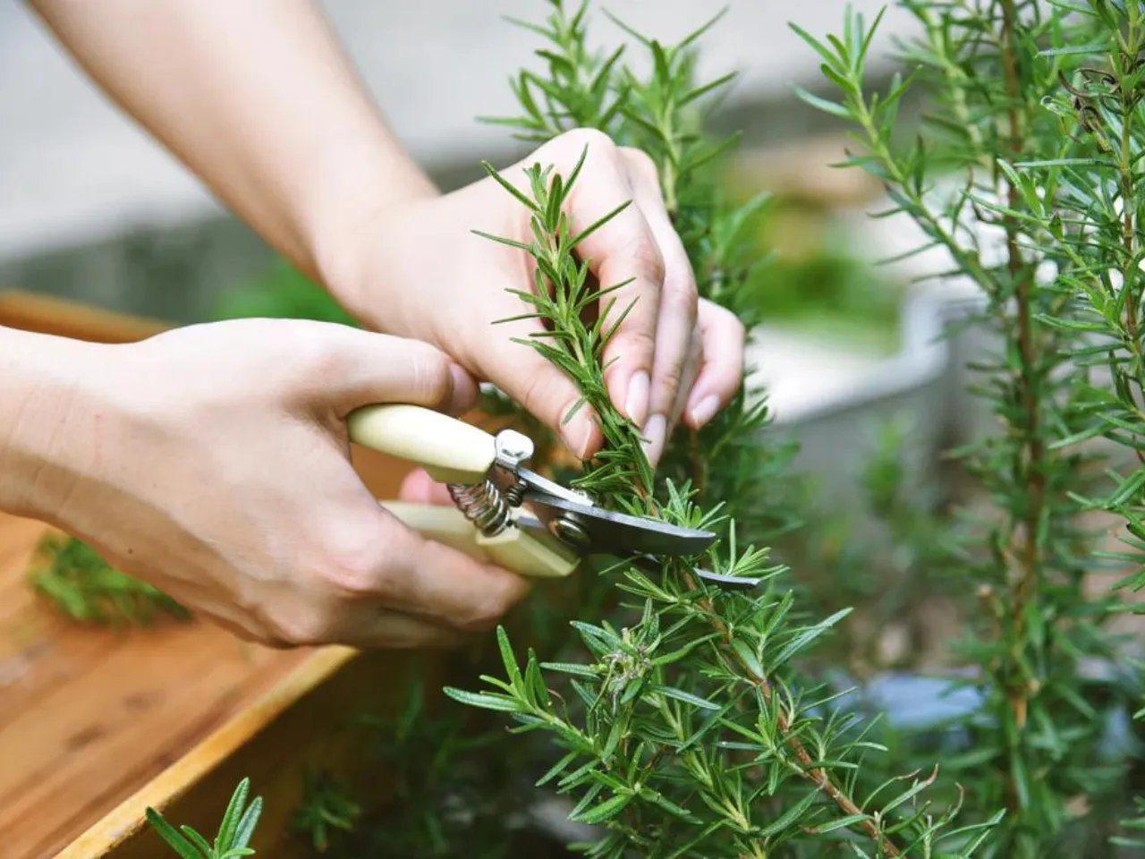 rosemary(Healing Natural Oils).png 
