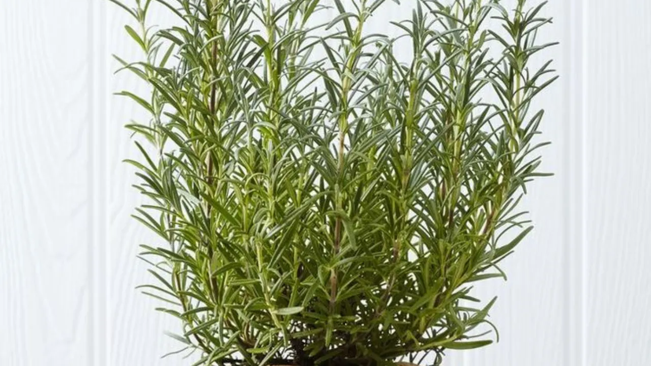  Benefits of Rosemary Oil And Rosemary Water