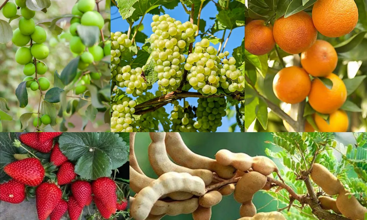 seasonal fruits