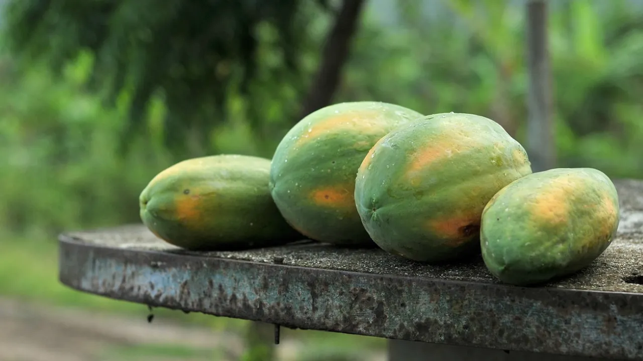 5 benifits of eating raw papaya daily